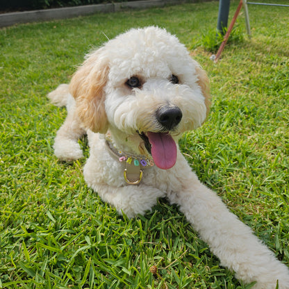 ROUND BEADED NECKLACE COLLAR