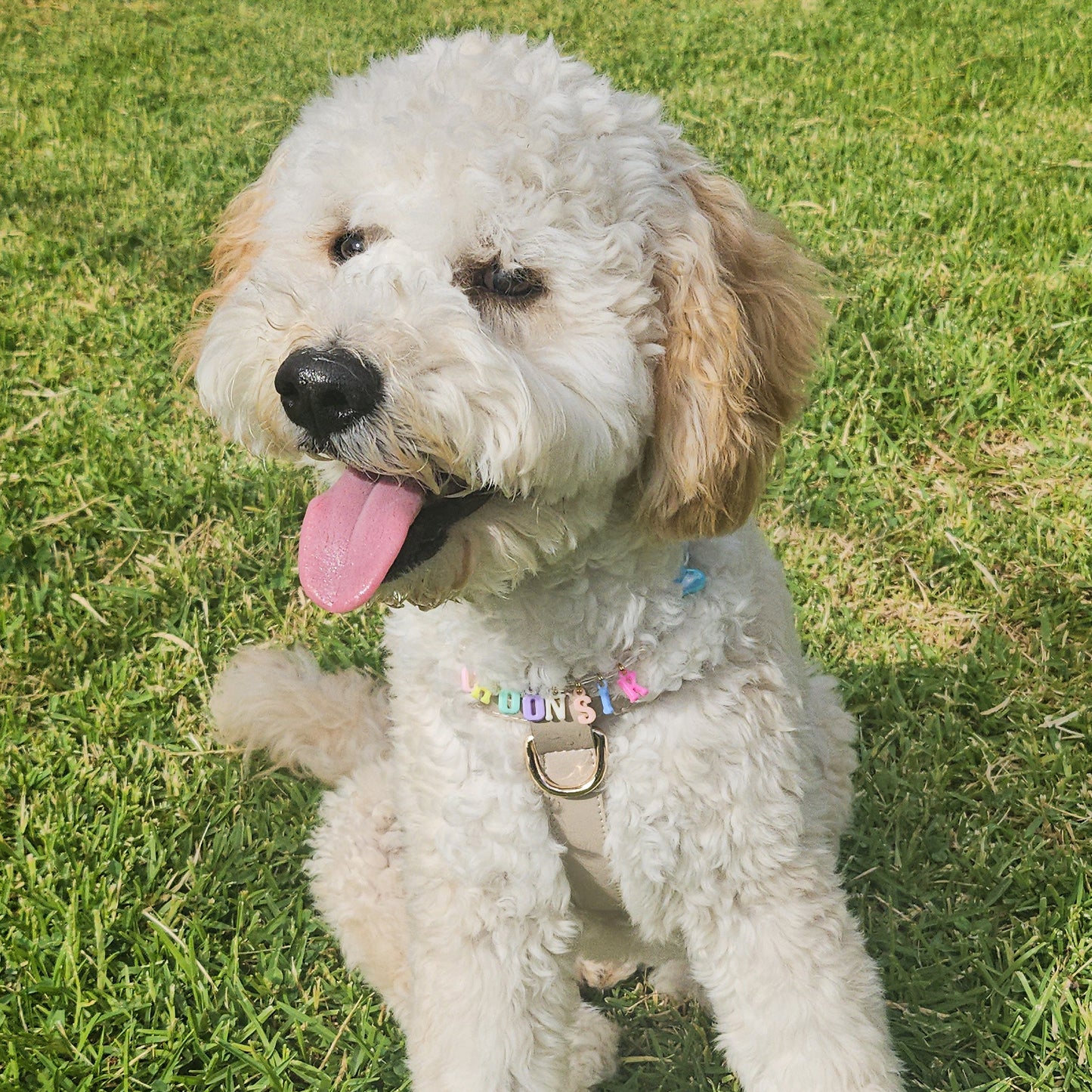 ROUND BEADED NECKLACE COLLAR